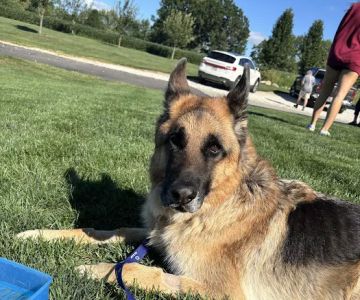 For Paws Blue Cross Animal Hospital