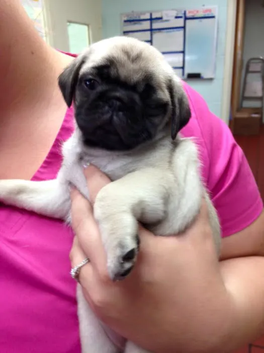 Sigler Animal Hospital 8
