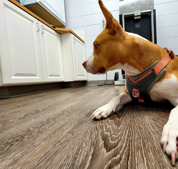 Sigler Animal Hospital 4