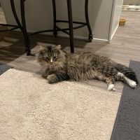 One of A Kind Pet Rescue Spay & Neuter Clinic ico