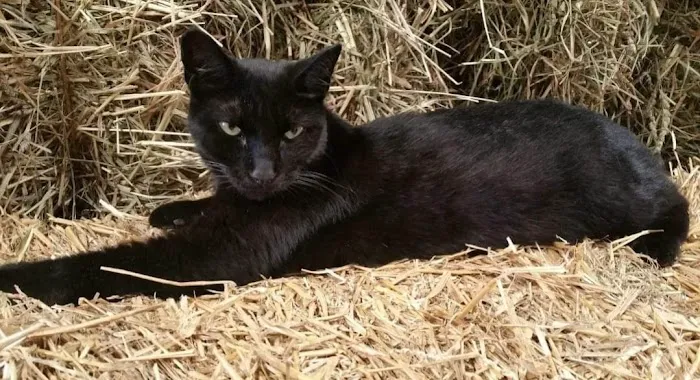 Highland Veterinary Clinic 12
