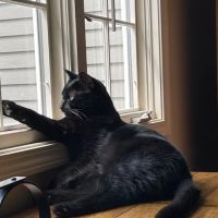 Bartels Pet Hospital ico