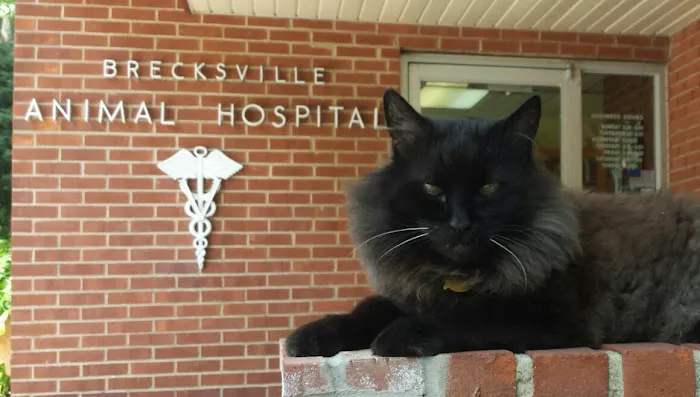 Brecksville Animal Hospital 12