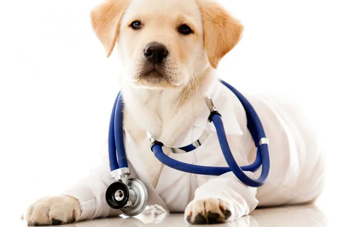 Brecksville Animal Hospital 12