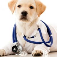 Brecksville Animal Hospital ico