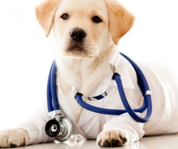 Brecksville Animal Hospital