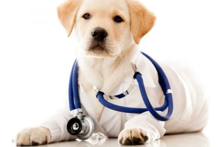 Brecksville Animal Hospital