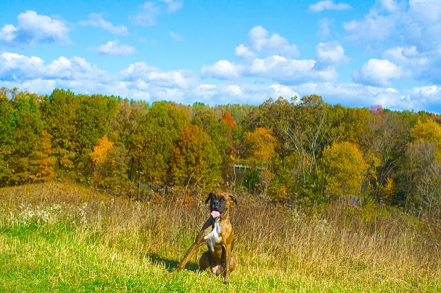 Cuyahoga Falls Veterinary Clinic: Gates Ryan G DVM 12