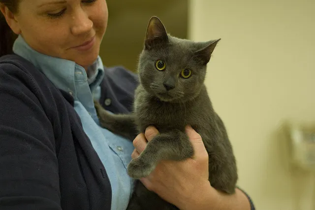 Cuyahoga Falls Veterinary Clinic: Gates Ryan G DVM 12
