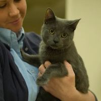 Cuyahoga Falls Veterinary Clinic: Gates Ryan G DVM ico