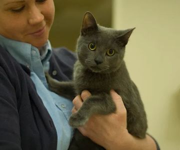 Cuyahoga Falls Veterinary Clinic: Gates Ryan G DVM