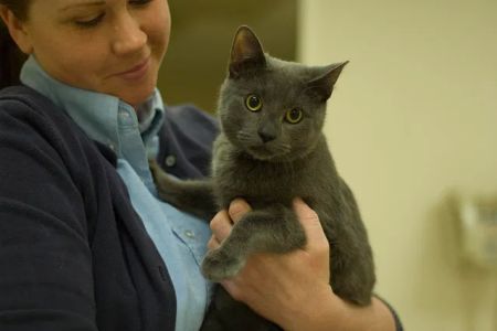 Cuyahoga Falls Veterinary Clinic: Gates Ryan G DVM