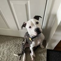 Cuyahoga Falls Veterinary Clinic ico