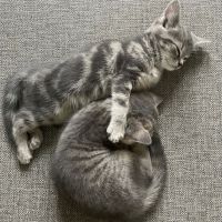 Pet Guards Clinic: A Cuyahoga Falls Veterinarian ico