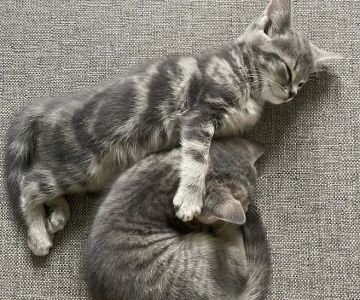 Pet Guards Clinic: A Cuyahoga Falls Veterinarian