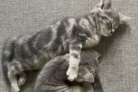 Pet Guards Clinic: A Cuyahoga Falls Veterinarian