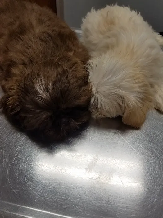 Pet Guards Clinic: A Cuyahoga Falls Veterinarian 12