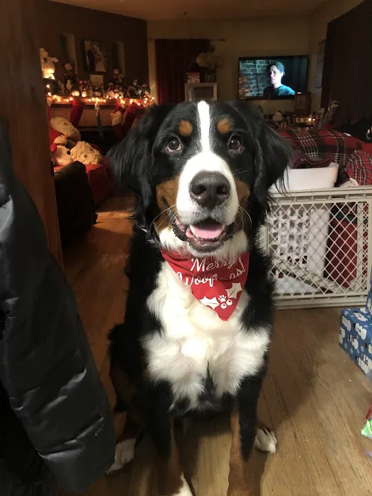 Pet Guards Clinic: A Cuyahoga Falls Veterinarian 12