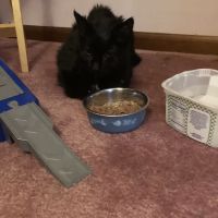 Graham Road Animal Hospital ico