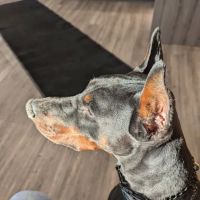 Wyoga Veterinary Hospital ico