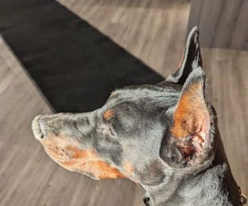 Wyoga Veterinary Hospital