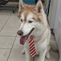 Emerald Animal Hospital ico