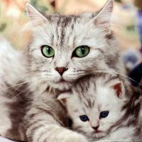 Emerald Animal Hospital: Smith Rhonda R DVM ico