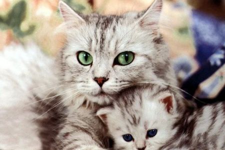 Emerald Animal Hospital: Smith Rhonda R DVM