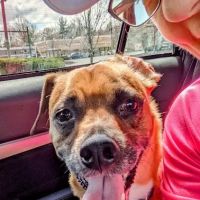 Independence Veterinary Hospital ico
