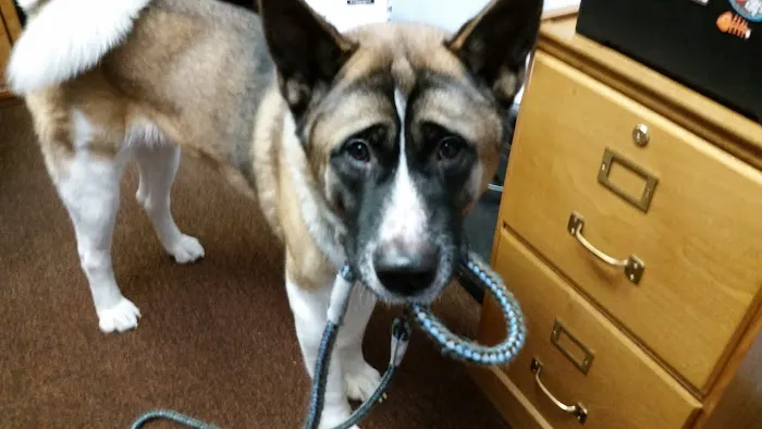 Brookview Animal Hospital 12
