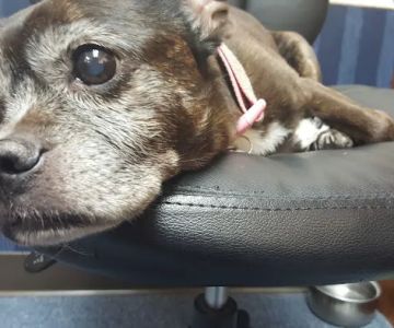 Brookview Animal Hospital