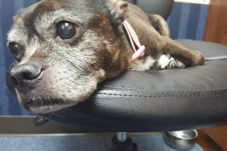Brookview Animal Hospital