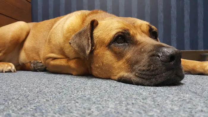 Brookview Animal Hospital 12