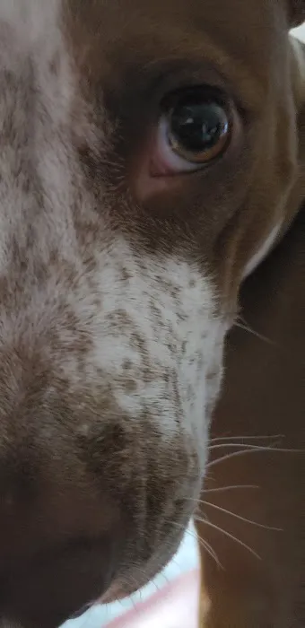 Cloverleaf Animal Hospital: Wright Fred J DVM 2