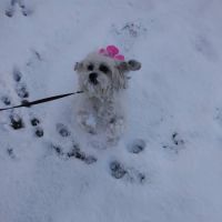 Cloverleaf Animal Hospital: Wright Fred J DVM ico