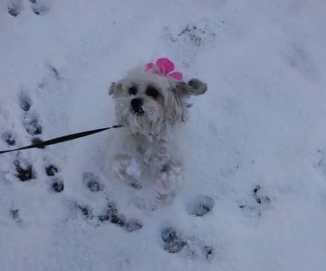 Cloverleaf Animal Hospital: Wright Fred J DVM