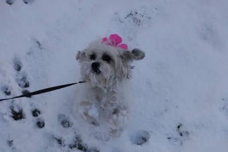 Cloverleaf Animal Hospital: Wright Fred J DVM