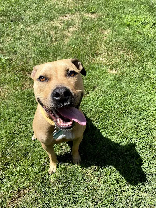Tremont Animal Clinic 12