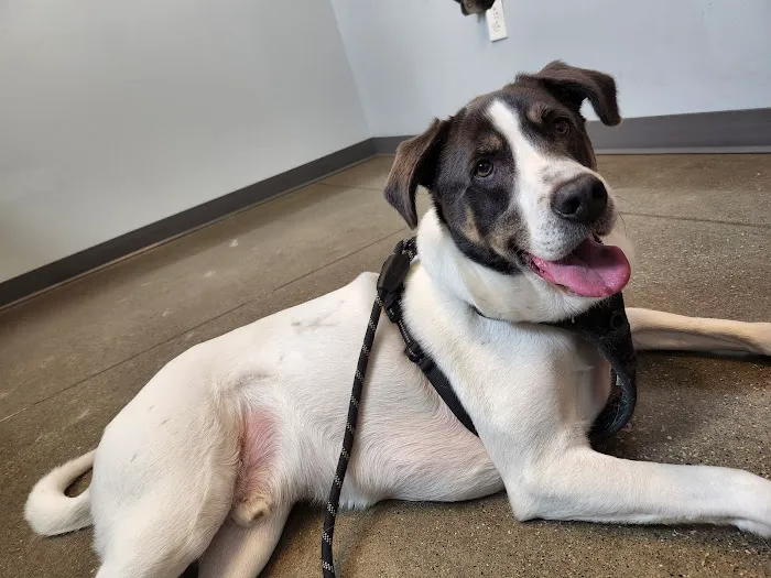Tremont Animal Clinic 12