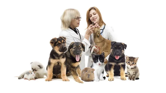 Cloverleaf Animal Hospital 1