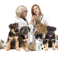 Cloverleaf Animal Hospital ico