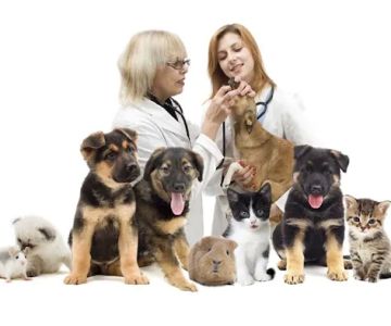 Cloverleaf Animal Hospital