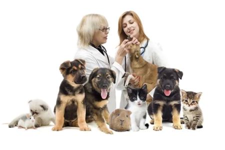Cloverleaf Animal Hospital