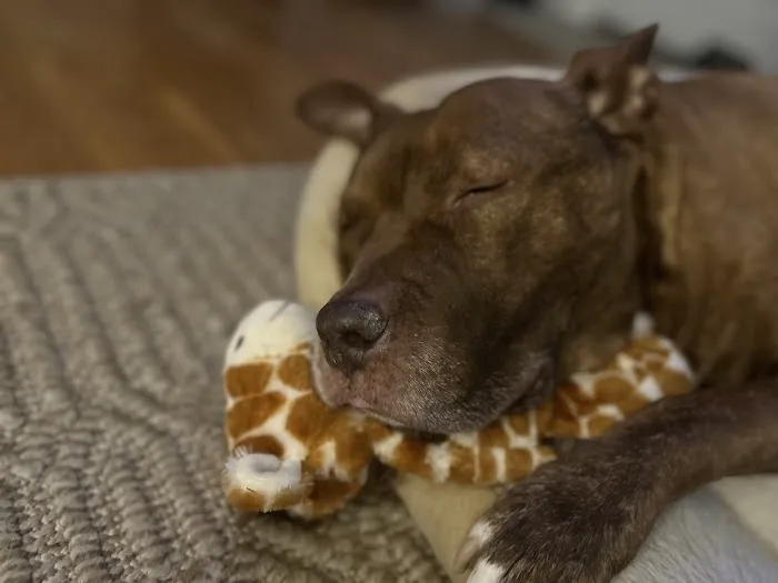 Cloverleaf Animal Hospital 4