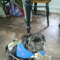 Veterinary Clinic Inc: Hudson Don DVM ico