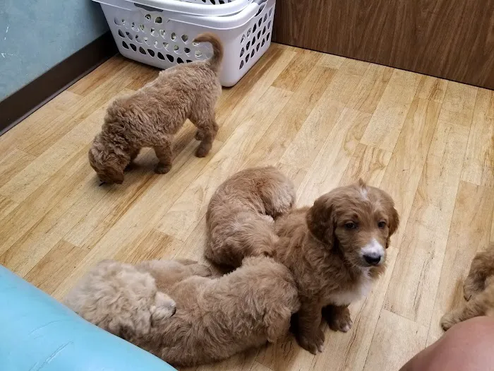 Mexico Animal Hospital 8
