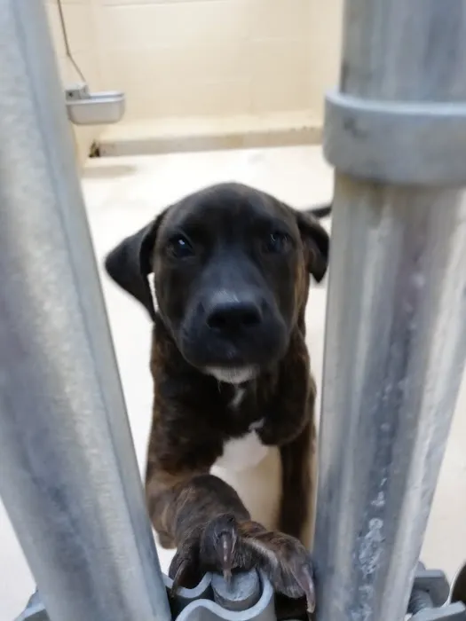 Mexico Animal Hospital 1
