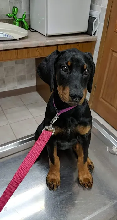 Centralia Veterinary Clinic 1