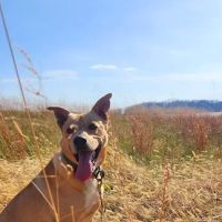 Hallsville Veterinary Services ico