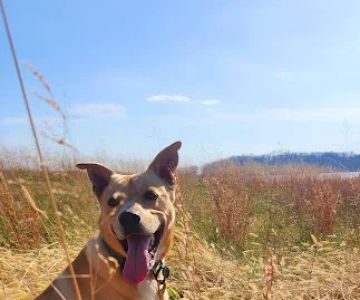 Hallsville Veterinary Services